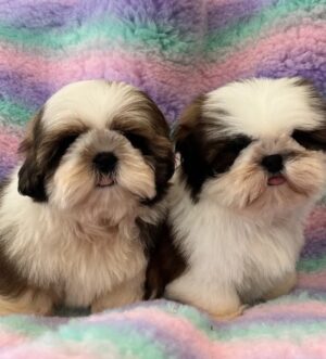 Shih-Tzu-Hündin Hamburg dreifarbig
