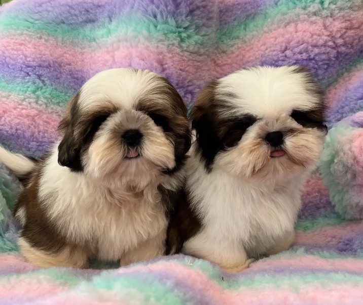 Shih-Tzu-Welpen Züchter Luxemburg