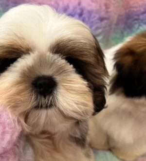 Shih-Tzu-Hündin Hamburg dreifarbig