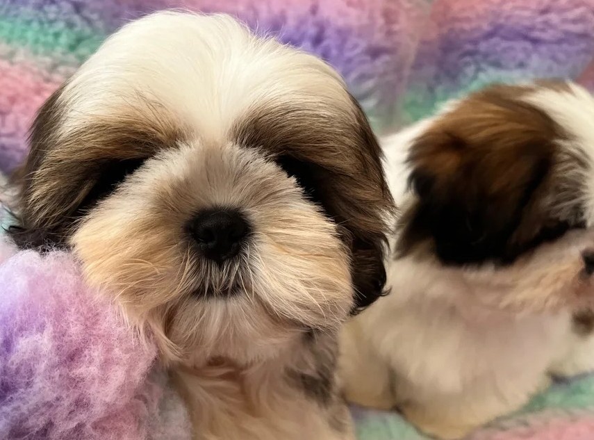 Shih-Tzu-Welpen Hündinnen – Dreifarbig, Reinrassig & Verspielt - Image 2