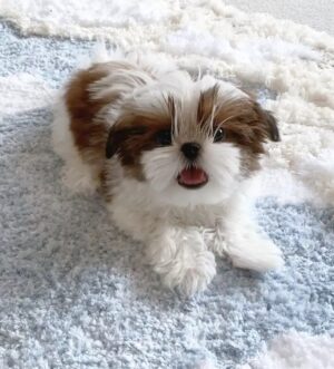 Korean-Style Shih Tzu Welpen Frankfurt Toy Shih Tzu Welpe Monaco
