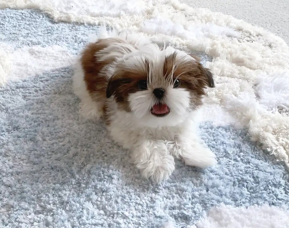 Korean-Style Shih Tzu – Winzige Größe & Puppengesicht - Image 2