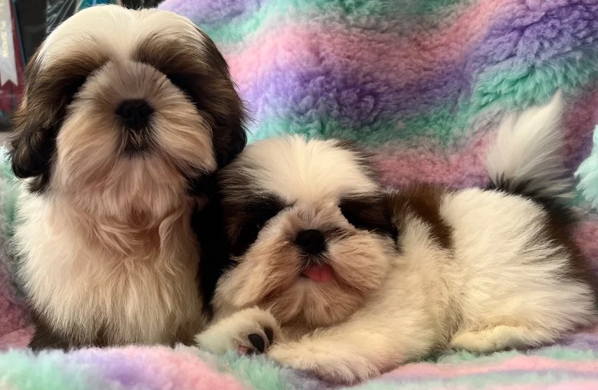 Shih-Tzu-Welpen Hündinnen – Dreifarbig, Reinrassig & Verspielt - Image 3