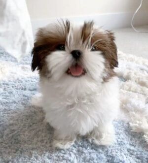 Korean-Style Shih Tzu Welpen Frankfurt Toy Shih Tzu Welpe Monaco