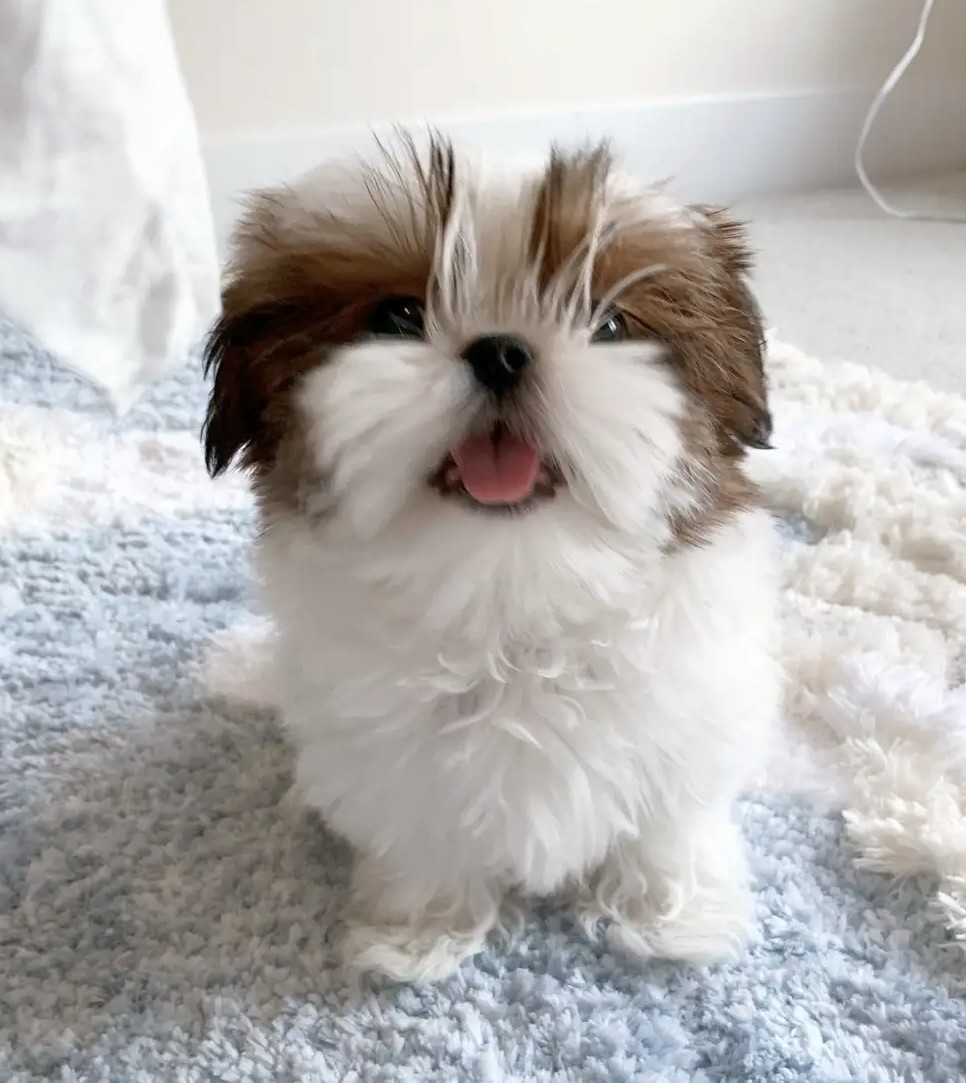 Tiny Shih Tzu Welpen Stuttgart
