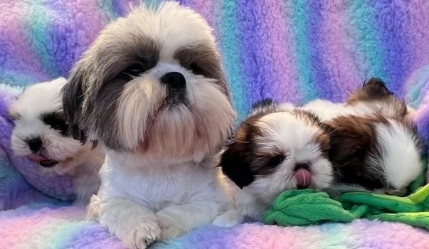Shih-Tzu-Welpen Hündinnen – Dreifarbig, Reinrassig & Verspielt - Image 4