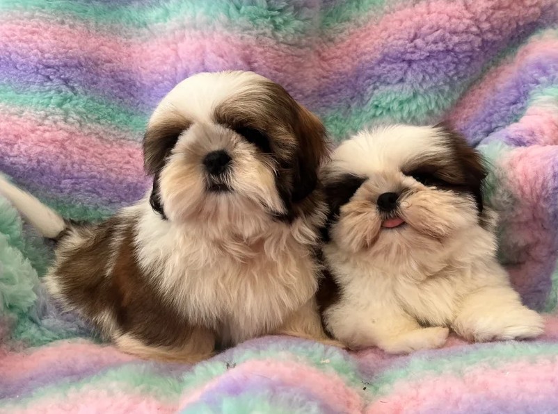 Shih-Tzu-Welpen Hündinnen – Dreifarbig, Reinrassig & Verspielt - Image 5