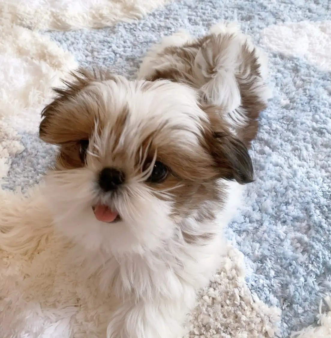 Korean-Style Shih Tzu – Winzige Größe & Puppengesicht - Image 3