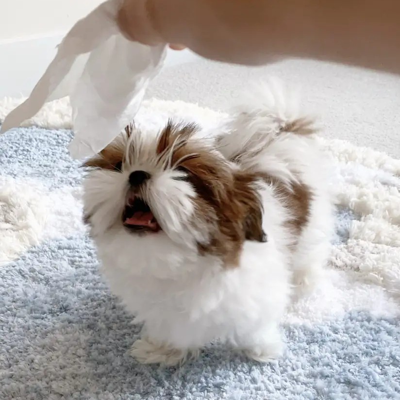 Korean-Style Shih Tzu – Winzige Größe & Puppengesicht - Image 4