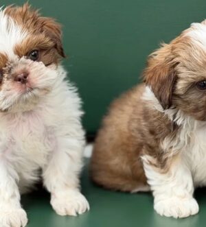 Shih-Tzu-Welpen kaufen Europa