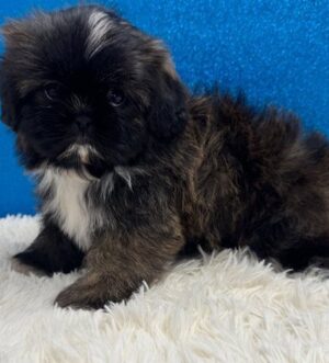 Imperial Shih Tzu Welpe kaufen Innsbruck