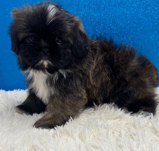 Gestromte Imperial Shih Tzu Hündin kaufen Wien
