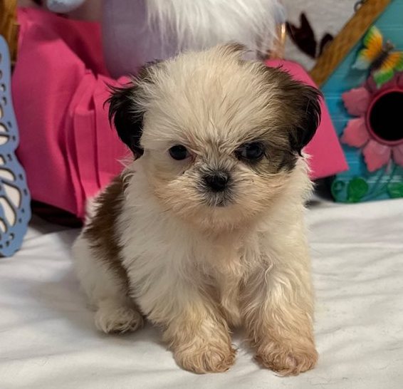 Hola – Toy Shih Tzu Welpe in Braun-Gestromt & Weiß - Image 2
