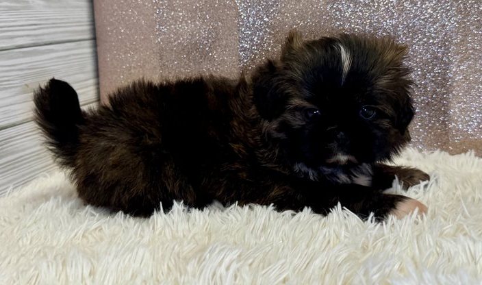 Ella – Gestromte Imperial Shih Tzu Welpin - Image 6