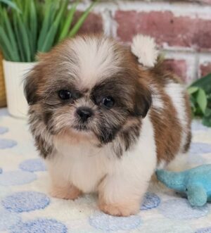 Ham – Gestromter Shih-Tzu-Rüde voller Persönlichkeit