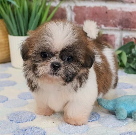 Ham – Gestromter Shih-Tzu-Rüde voller Persönlichkeit - Image 2