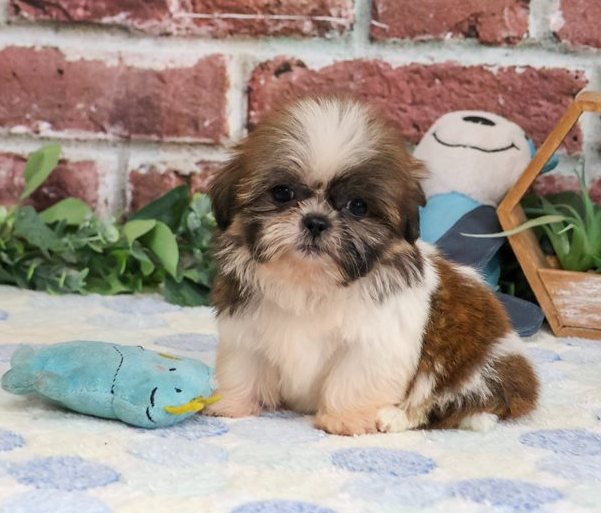 Ham – Gestromter Shih-Tzu-Rüde voller Persönlichkeit - Image 3