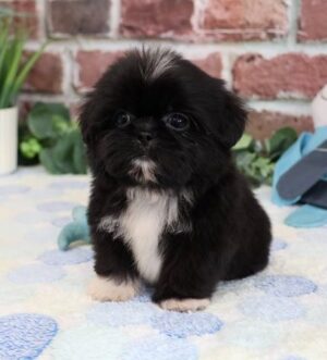 Shih Tzu Welpe aus seriöser Zucht Frankfurt