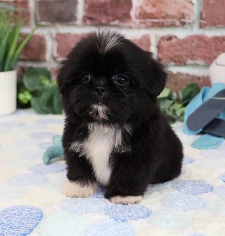 Hayes – Charmanter Black & White Toy-Shih-Tzu-Rüde - Image 2