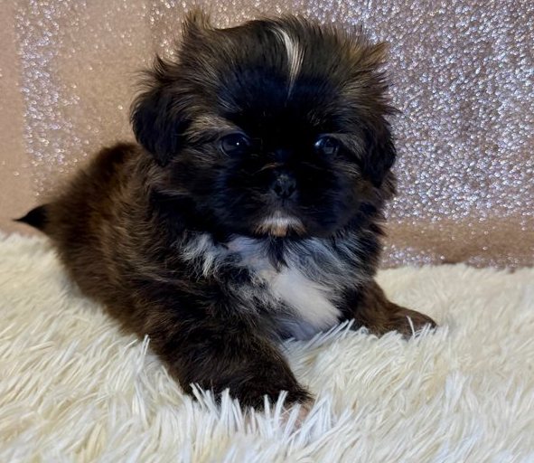 Ella – Gestromte Imperial Shih Tzu Welpin - Image 5