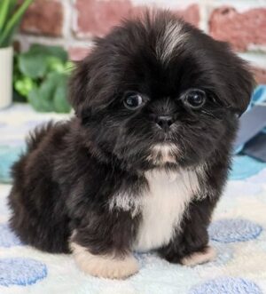 Shih Tzu Welpe aus seriöser Zucht Frankfurt