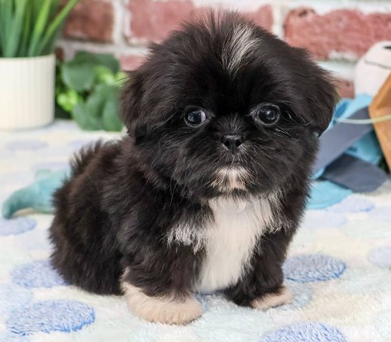 einrassiger Toy Shih Tzu Stuttgart