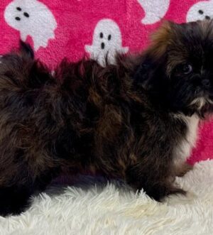 Imperial Shih Tzu Welpen kaufen Zug