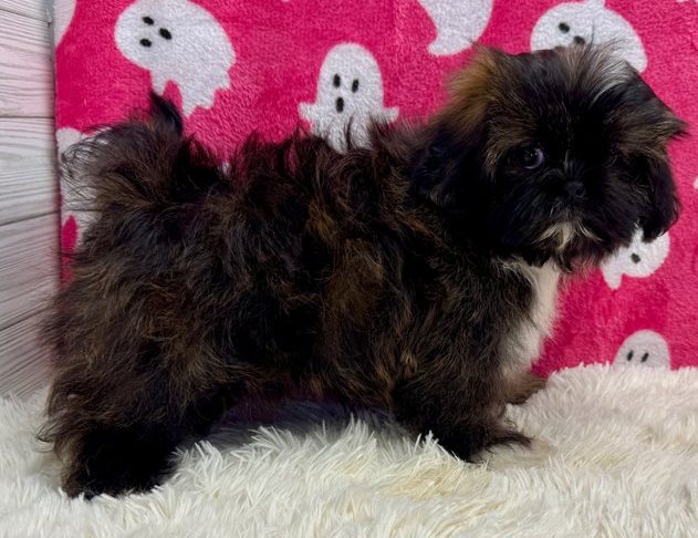 Imperial Shih Tzu Welpen kaufen Zürich