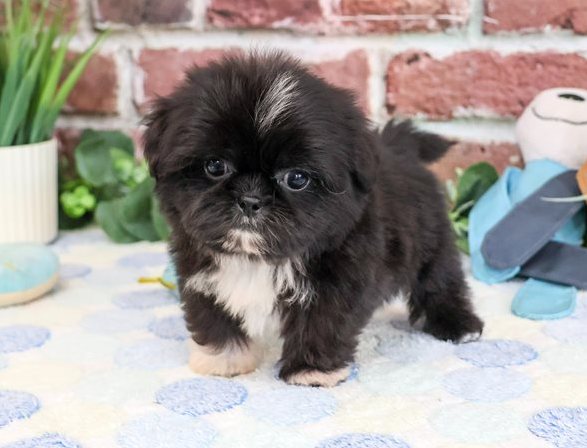 Hayes – Charmanter Black & White Toy-Shih-Tzu-Rüde - Image 3