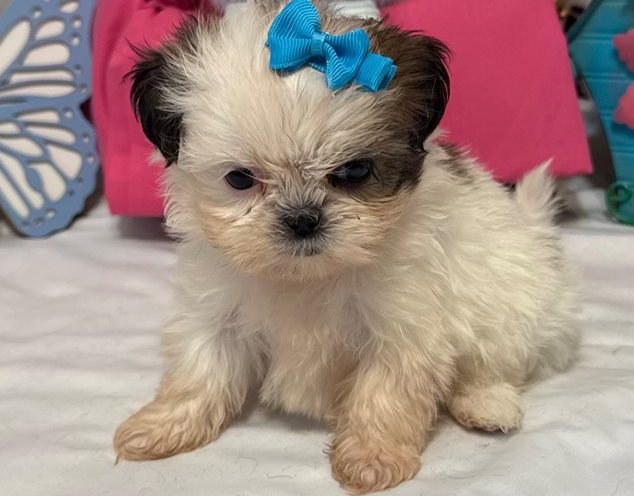 Hola – Toy Shih Tzu Welpe in Braun-Gestromt & Weiß - Image 6