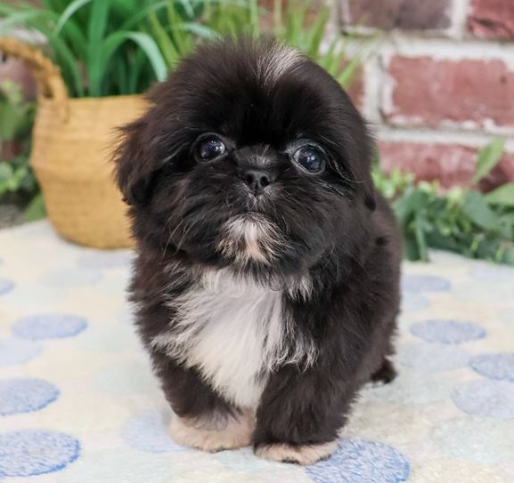 Hayes – Charmanter Black & White Toy-Shih-Tzu-Rüde - Image 4