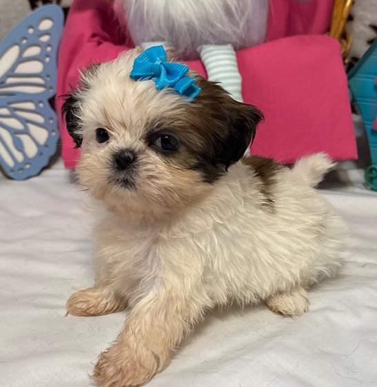 Hola – Toy Shih Tzu Welpe in Braun-Gestromt & Weiß - Image 4