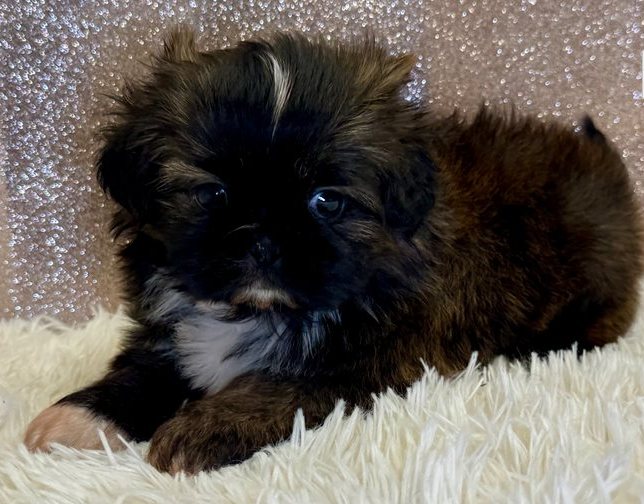 Ella – Gestromte Imperial Shih Tzu Welpin - Image 4