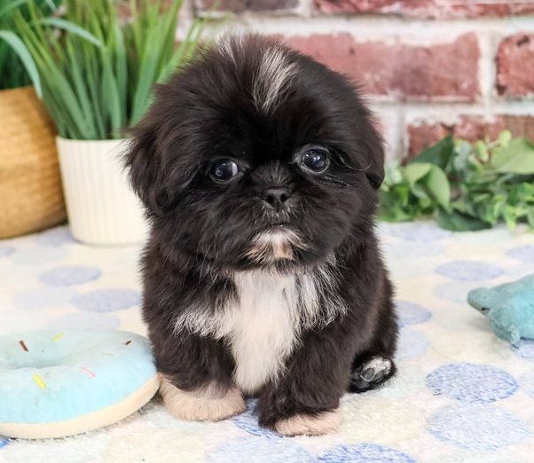 Hayes – Charmanter Black & White Toy-Shih-Tzu-Rüde - Image 5