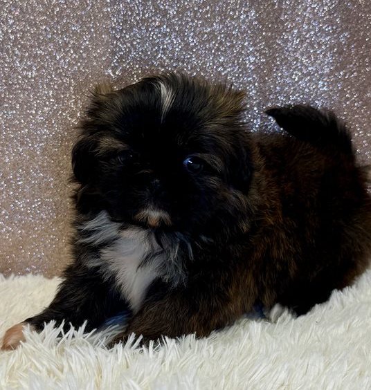 Ella – Gestromte Imperial Shih Tzu Welpin - Image 3