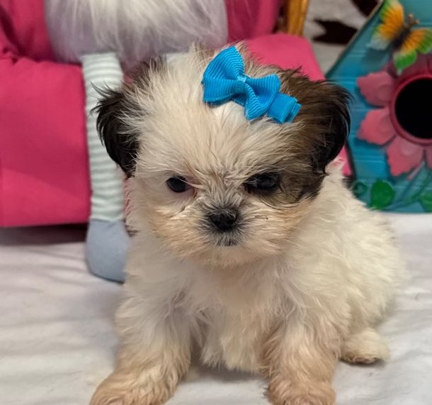 Hola – Toy Shih Tzu Welpe in Braun-Gestromt & Weiß - Image 5