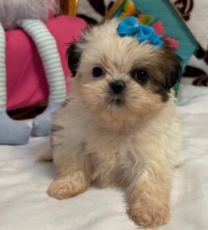 Shih Tzu Welpe kaufen Wien