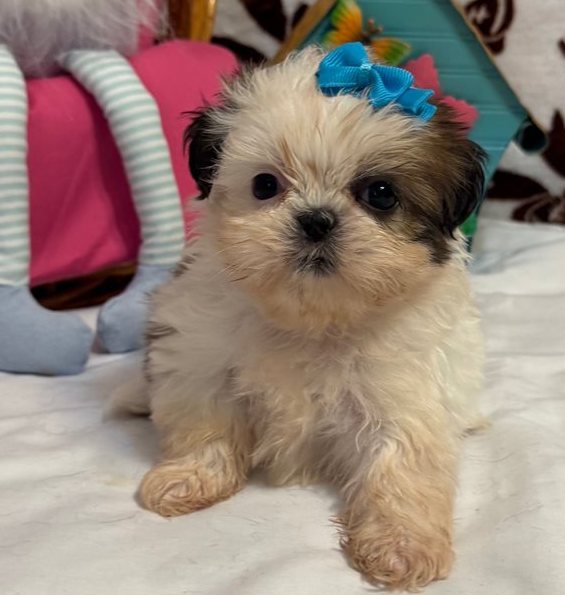 Shih Tzu Welpen kaufen München