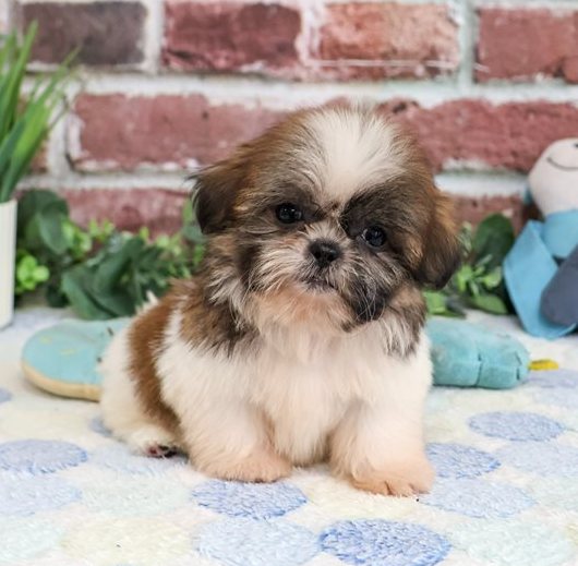 Ham – Gestromter Shih-Tzu-Rüde voller Persönlichkeit - Image 4