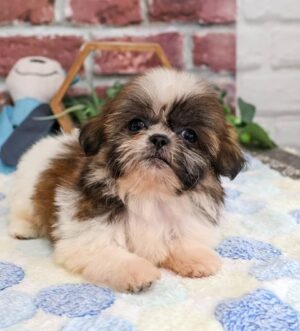 Ham – Gestromter Shih-Tzu-Rüde voller Persönlichkeit