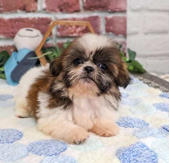 Ham – Gestromter Shih-Tzu-Rüde voller Persönlichkeit