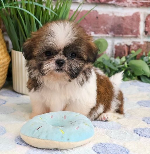 Ham – Gestromter Shih-Tzu-Rüde voller Persönlichkeit - Image 5