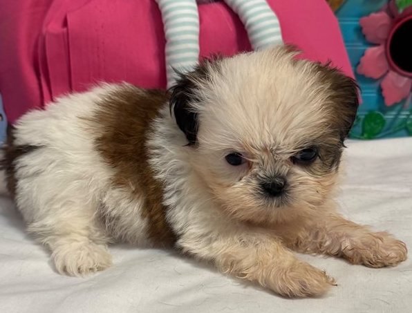 Hola – Toy Shih Tzu Welpe in Braun-Gestromt & Weiß - Image 3